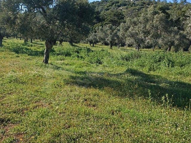 Milas, Muğla içerisinde satılık mülk