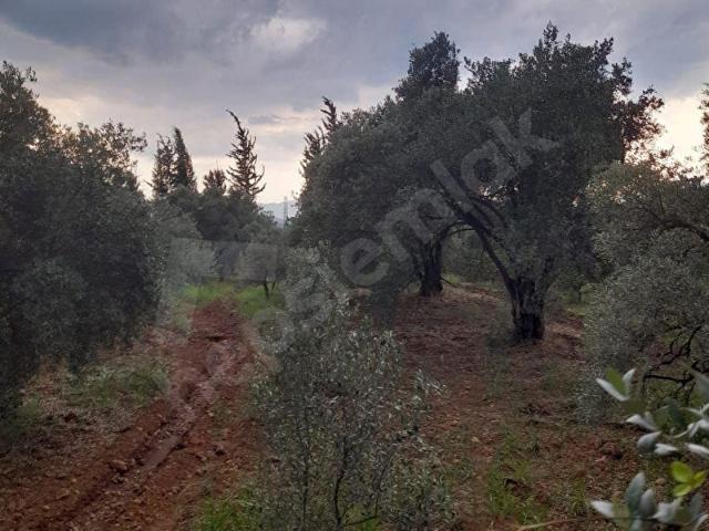 Köyceğiz, Muğla içerisinde satılık Arsa