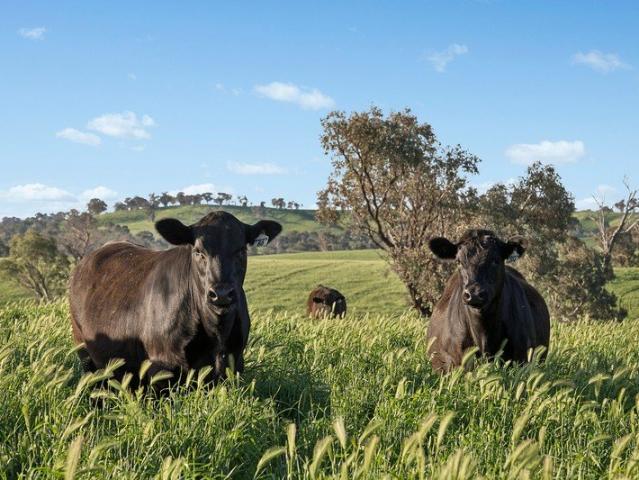Cottage for sale in Cundumbul, Dubbo Regional Council