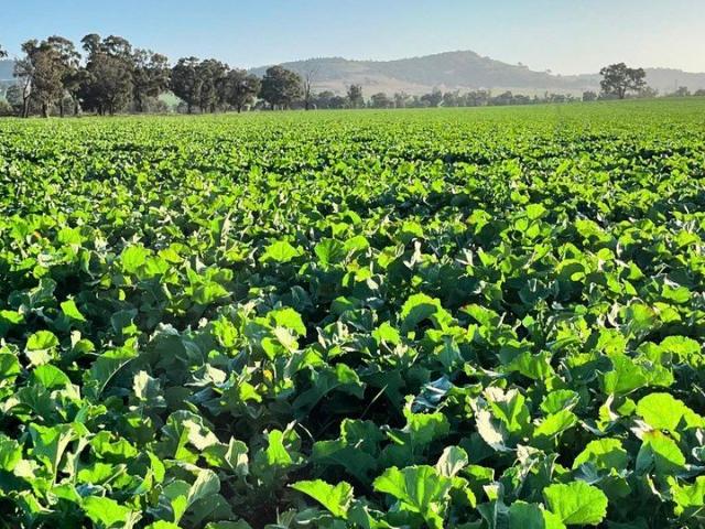 Property for sale in Billimari, New South Wales