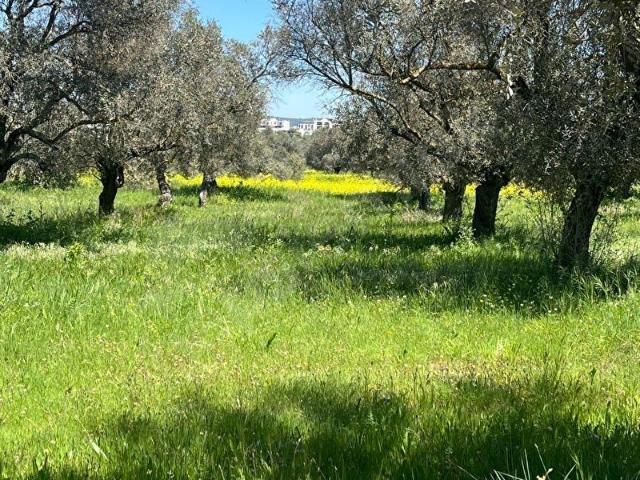 Bodrum, Muğla içerisinde satılık Arsa