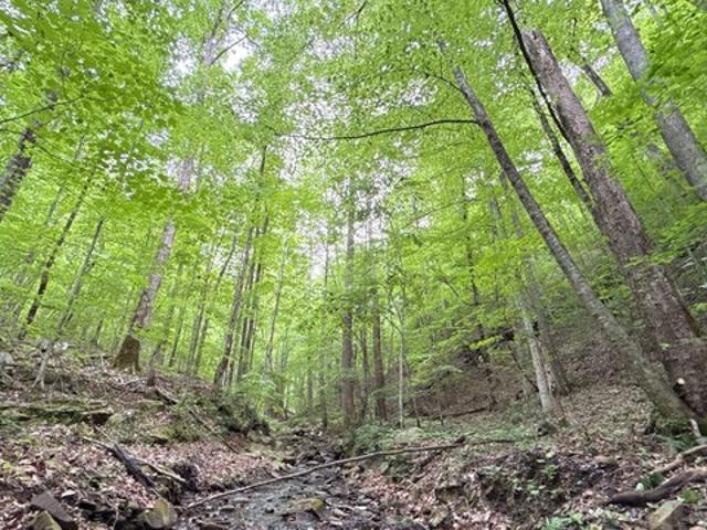 Land for sale in Trenton, Dade County