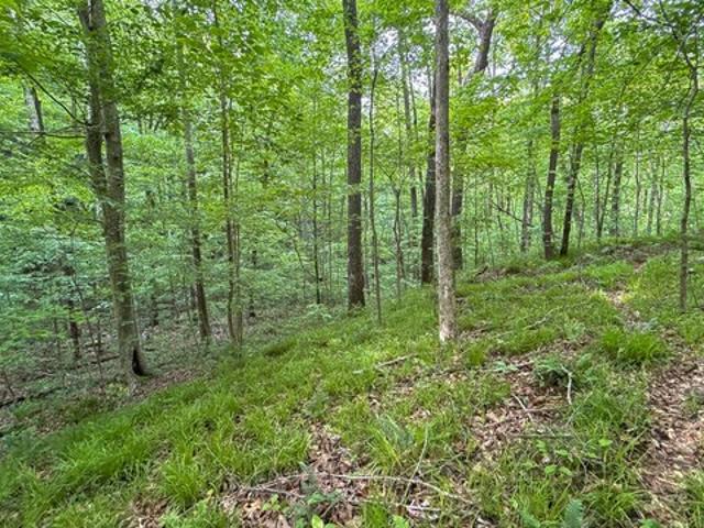 Land for sale in Trenton, Georgia