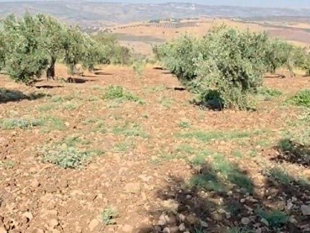 Musabeyli, Kilis içerisinde satılık mülk