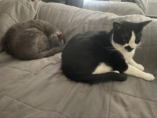 Room for rent in Santa Rosa, California
