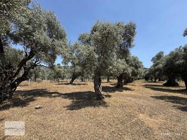Milas, Muğla içerisinde satılık mülk