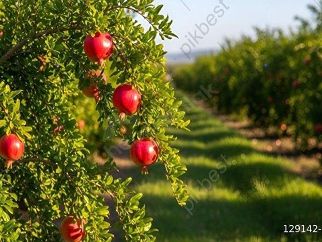 Aksu, Antalya içerisinde satılık Arsa