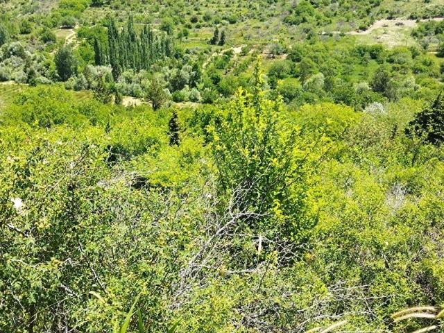 Mut, Mersin içerisinde satılık mülk