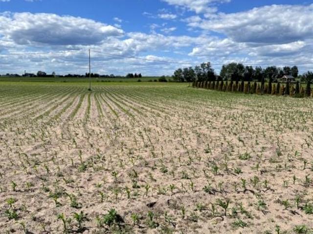 Grunt na sprzedaż w Wąbrzeźno, Kujawsko-pomorskie
