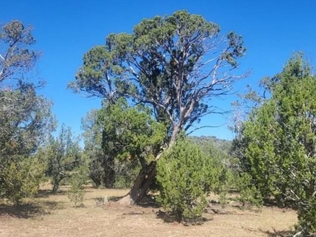 Land for sale in Williams, Coconino County