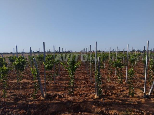 Propriété vente à El Ma, Gharb-Chrarda-Beni Hssen
