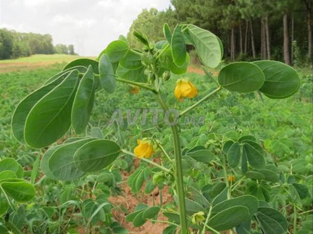 Propriété vente à Al Haouz, L'Oriental