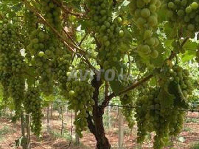 Propriété vente à Tahala