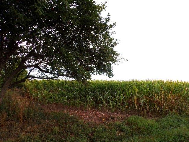 Land for sale in Greenwood, Wisconsin