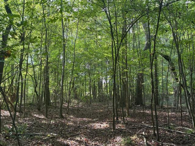 Land for sale in Ackerman, Choctaw County