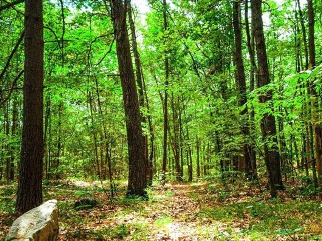 Land for sale in Florence, Massachusetts