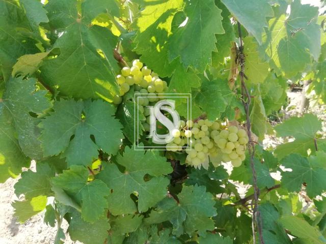 Terreno venda em Alpiarça, Santarém