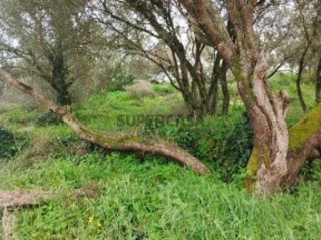 Terreno venda em Sintra, Lisboa