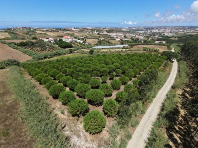 Terreno venda em Marquiteira, Lourinhã