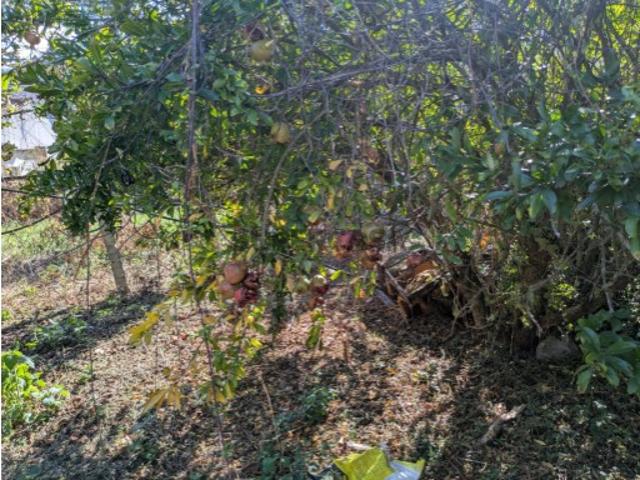 Terreno venda em Torres do Mondego, Coimbra