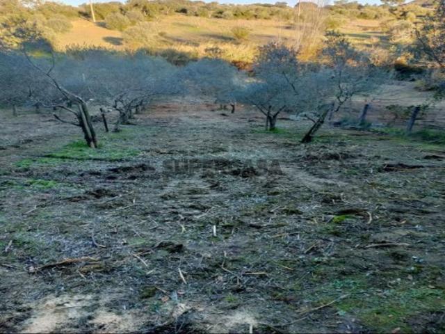 Terreno venda em Torres Novas, Santarém