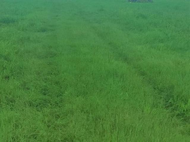 Farm for sale in Opelousas, Louisiana