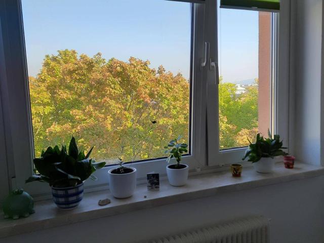 Apartment mieten in Neustadt, Wels