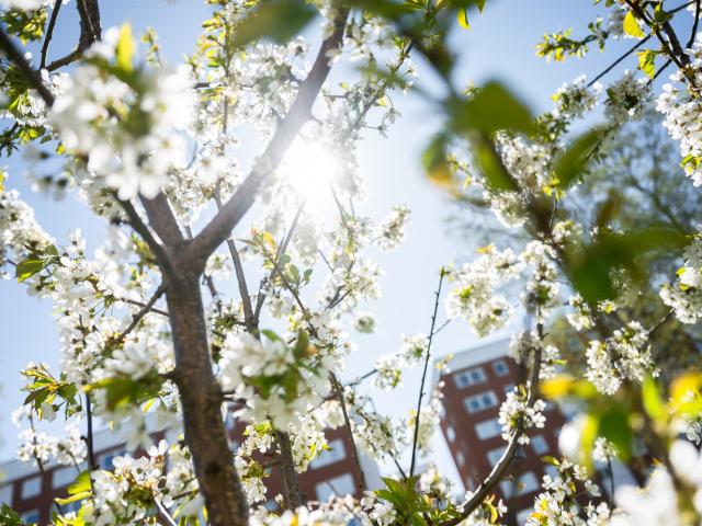 Lägenhet till salu i Sundsvall, Västernorrland