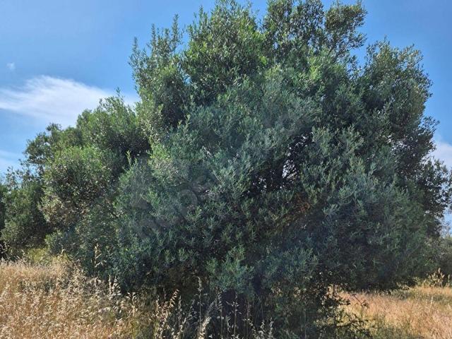 Ayvalik, Balikesir içerisinde satılık mülk