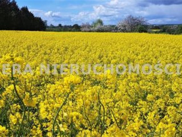 Grunt na sprzedaż w Narewka, Podlaskie