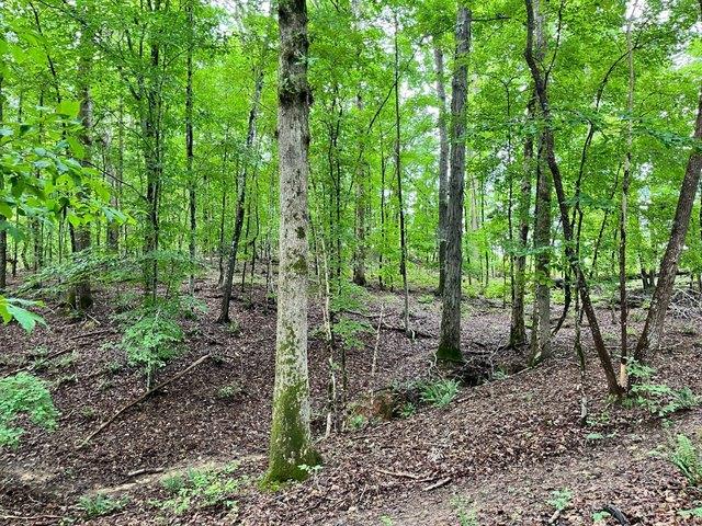 Land for sale in Abbeville, South Carolina