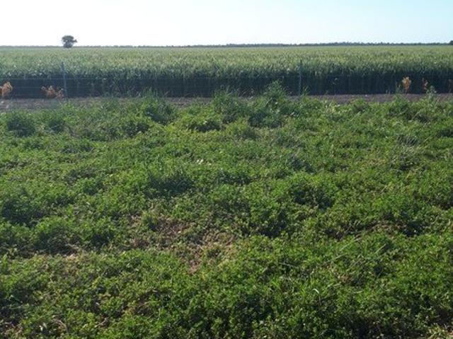 Acreage for sale in Back Creek, Bland Shire Council