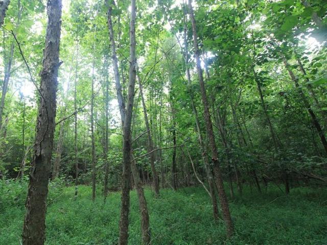Land for sale in Reidsville, Rockingham County