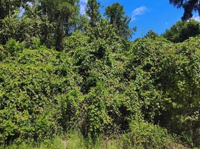 Land for sale in Dixie, Florida