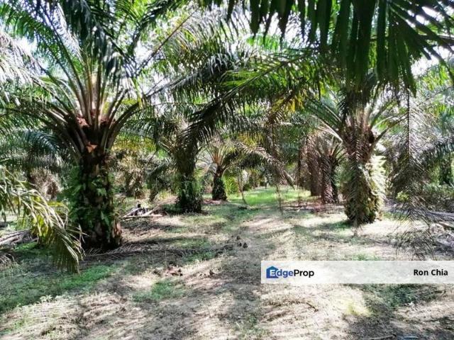 Shop for sale in Pilah, Kuala Pilah