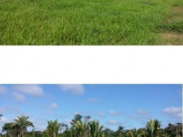 Sítio e chácara venda em Colniza, Região Geográfica Intermediária de Sinop