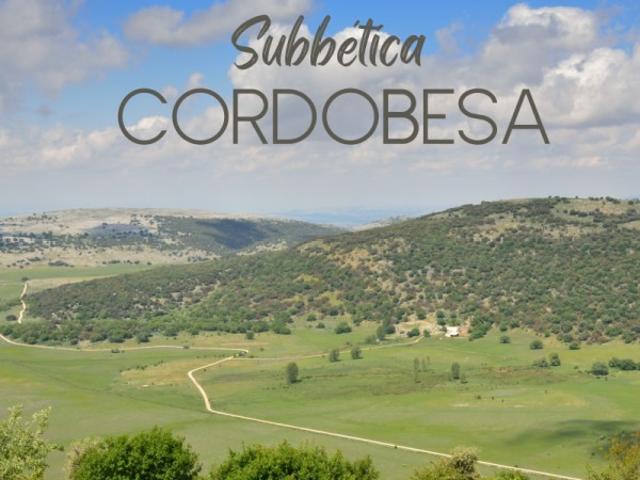 Local Comercial en venta en Lucena