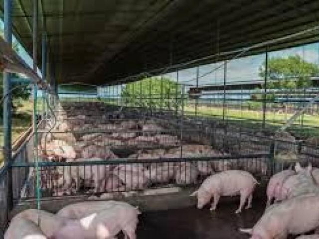 Local Comercial en venta en Guárico