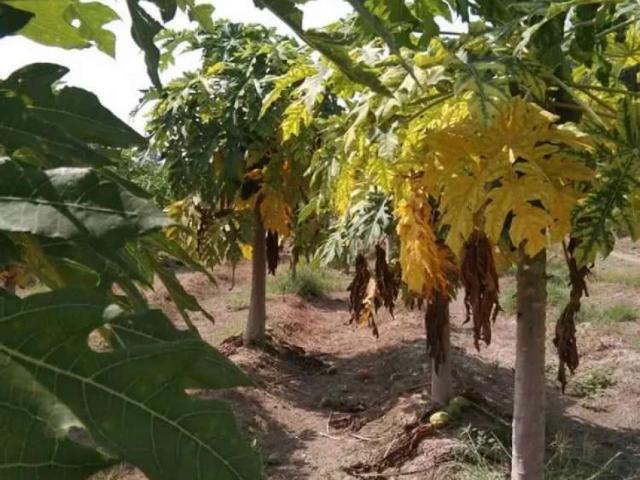 Land for sale in Okara, Islamabad Capital Territory
