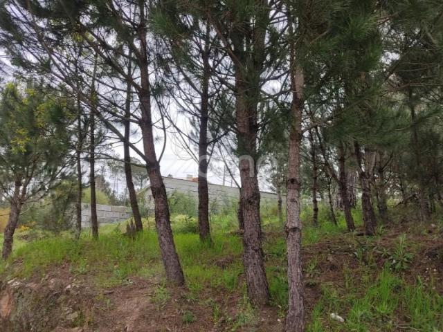 Terreno venda em Nelas