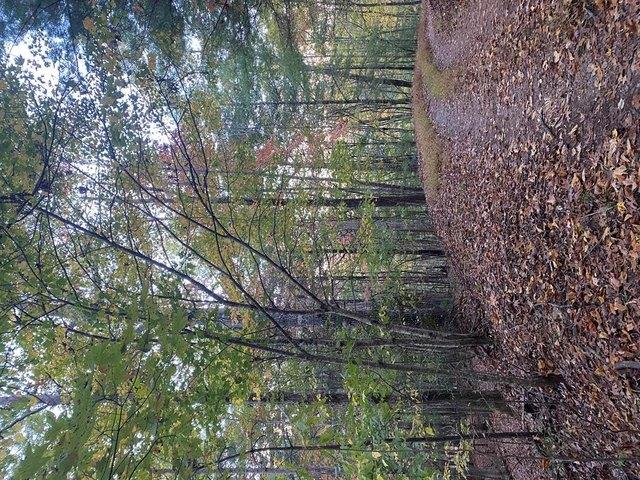 Land for sale in Blairsville, Georgia