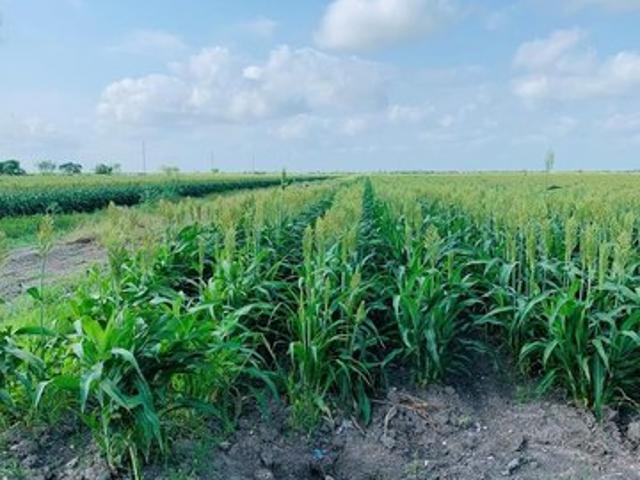 Land for sale in Cameron, Texas