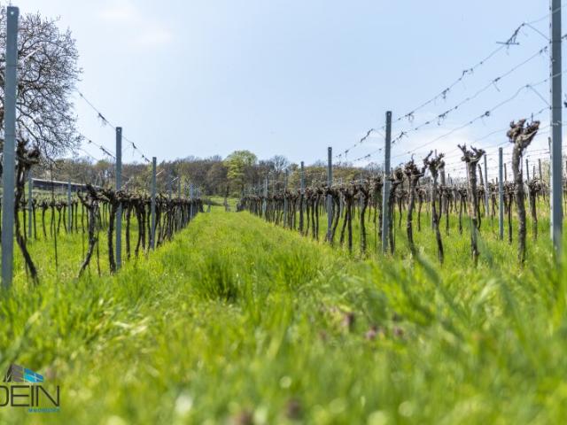 Grundstück kaufen in Klosterneuburg, Niederösterreich