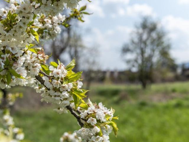 Grundstück kaufen in Klosterneuburg, Niederösterreich