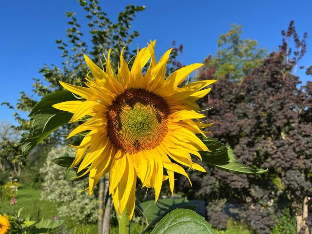 Apartment kaufen in Mattighofen, Oberösterreich