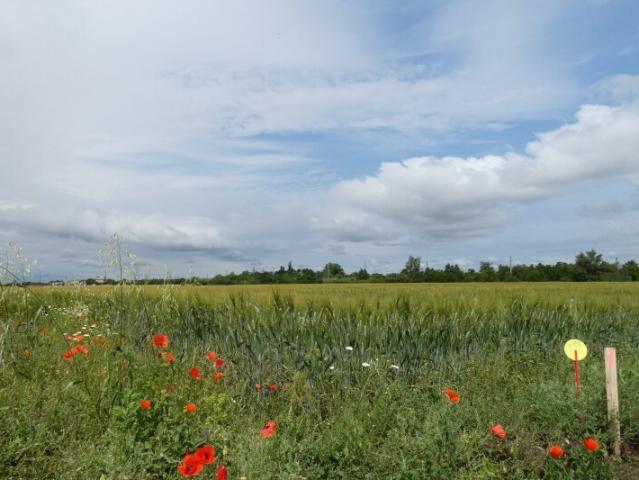 Grundstück kaufen in Gattendorf, Burgenland