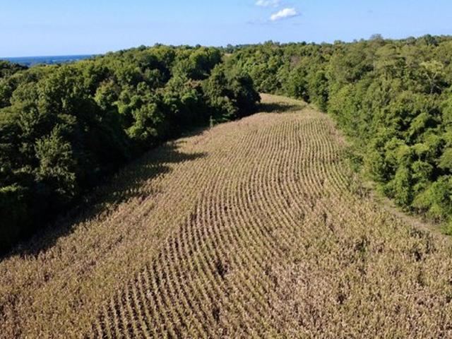 Land for sale in Bardwell, Kentucky