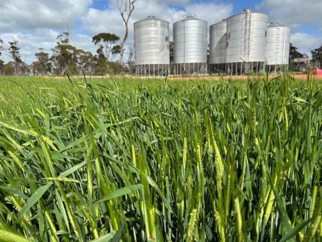 Property for sale in Dowerin, Western Australia