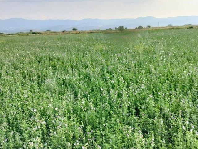 Sarayköy, Denizli içerisinde satılık Arsa