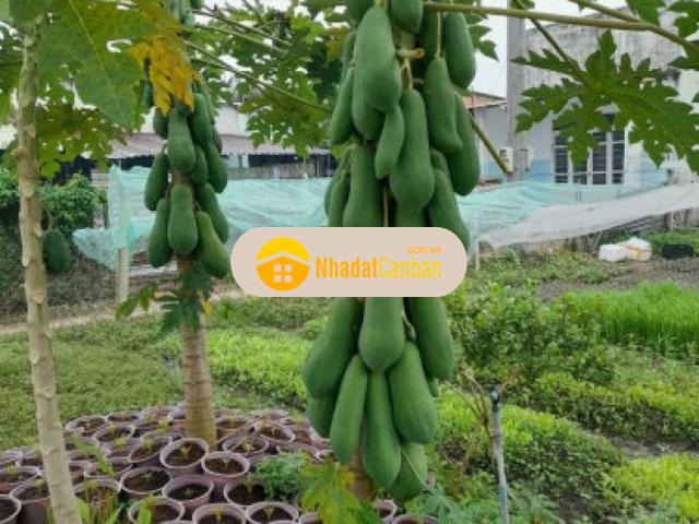 Mặt bằng bán